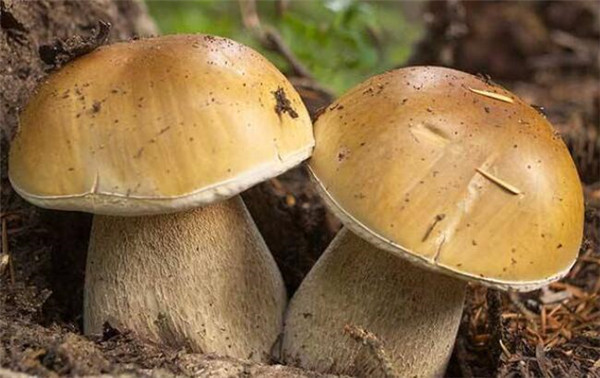 牛肝菌的产地分布有哪些,牛肝菌的营养价