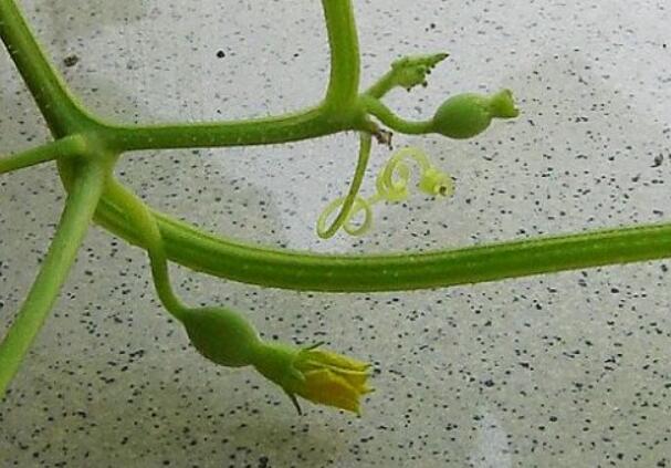 香瓜图片,香瓜开花图片,香瓜怎么挑好