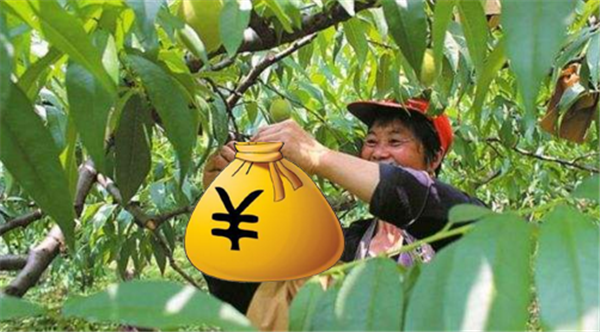 黄桃为什么那么贵,物以稀为贵黄桃成熟期短