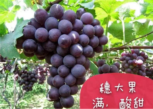 孕妇吃葡萄的好处,孕妇吃葡萄可安胎抗病毒