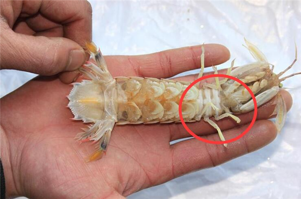 皮皮虾的选购方法,注重买活买亮买“王”者