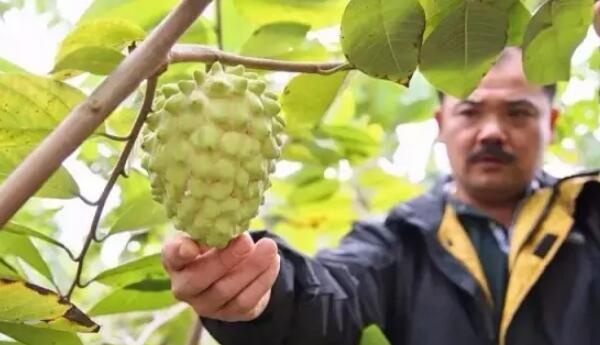 如何挑选释迦果,台湾释迦果怎么挑选,最简单的释迦果的挑选方法