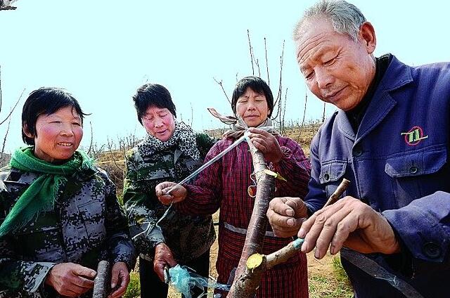 樱桃树种下几年能长樱桃(3-6年结果),樱桃树种怎么种能出得快
