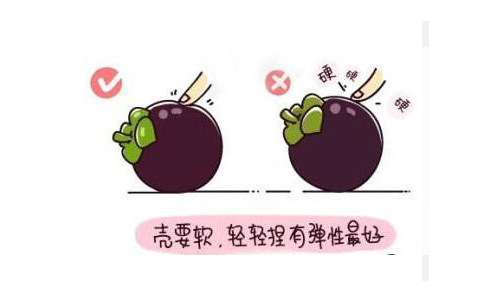 山竹水果的正确吃法漫画,挑选水果的正确吃法山竹篇