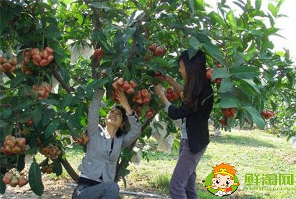 莲雾种植多久结果,莲雾种植条件管理技术(温度、密度)