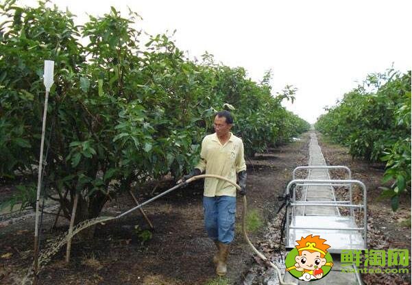 莲雾种植多久结果,莲雾种植条件管理技术(温度、密度)