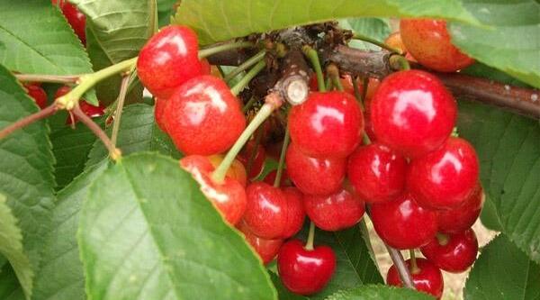 樱桃什么时候成熟季节,樱桃品种成熟时间排名(樱桃时间品种排名)