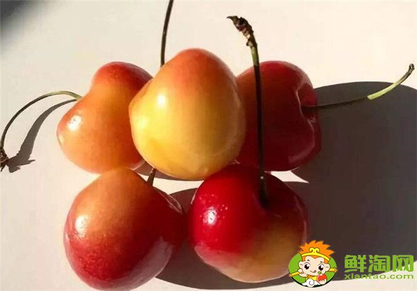 智利樱桃什么时候成熟,智利樱桃品种排名