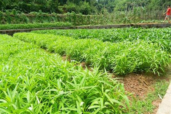 空心菜如何繁殖,空心菜繁殖的方法