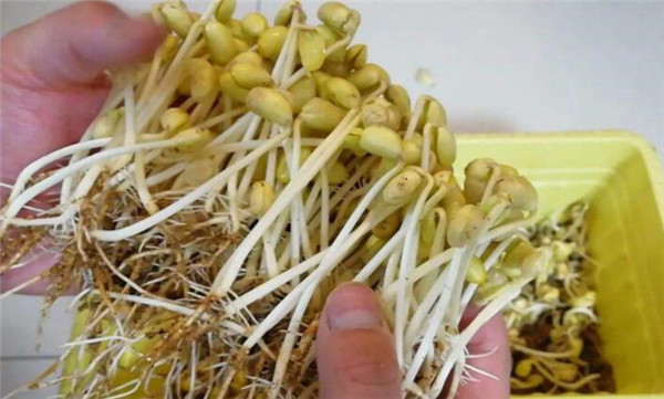 黄豆芽怎么发最快又好,黄豆芽怎么发