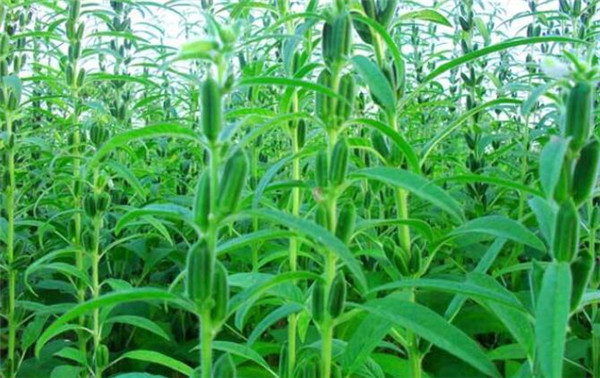 芝麻种植时间,芝麻播种方式