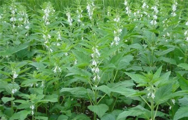 芝麻种植时间,芝麻播种方式
