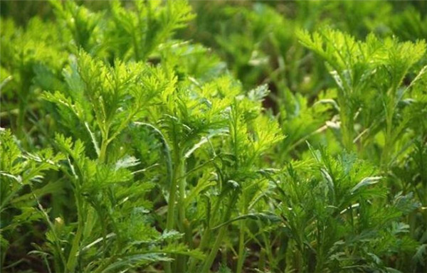 茴香种植时间和方法,茴香种植时间的春秋两季