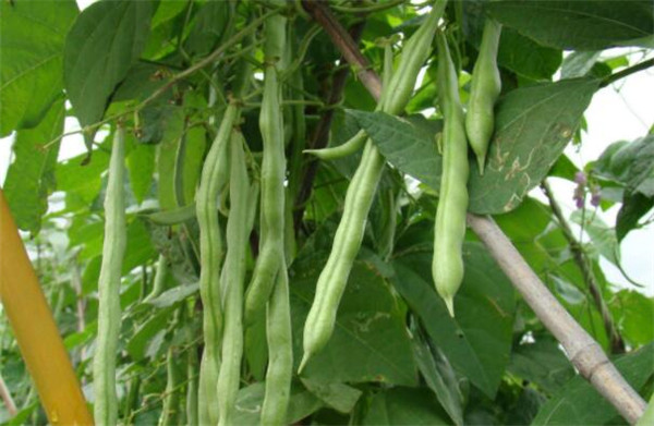 阳台种植四季豆的方法,四季豆的病虫害防治