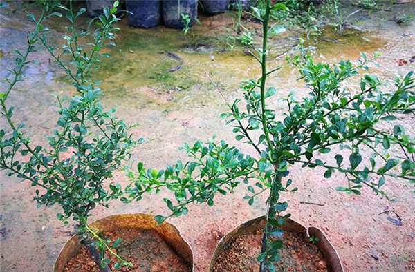 澳洲指橙苗种植技巧,澳洲指橙生长环境