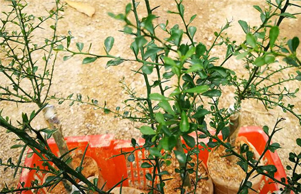 澳洲指橙苗种植技巧,澳洲指橙生长环境