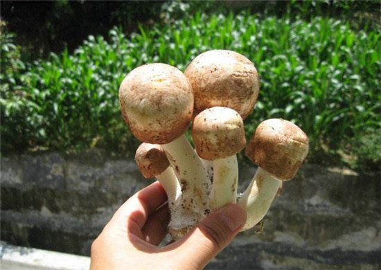 姬松茸的功效与禁忌,松茸不能和什么一起煮
