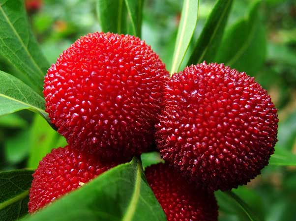 夏天吃杨梅上火吗,杨梅汤上火吗