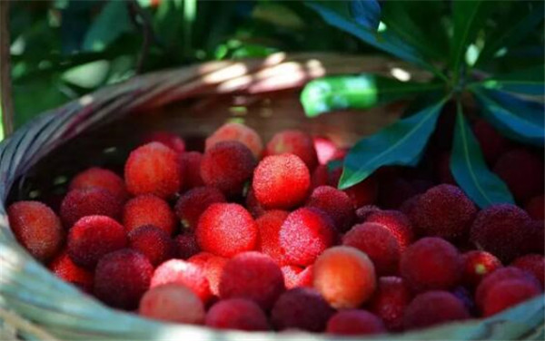 哺乳期吃杨梅上火吗,哺乳期有点上火可以吃杨梅吗