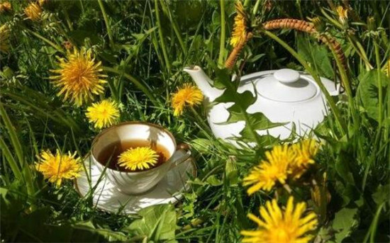 蒲公英茶可以天天喝吗(一周三次),蒲公英根茶能长期喝吗
