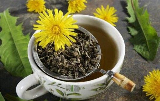 蒲公英茶的功效与作用及禁忌,蒲公英茶对女性的作用