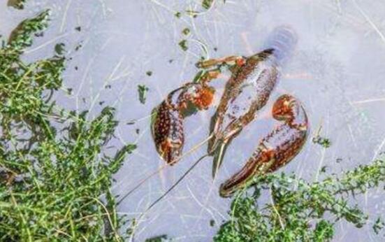 野生小龙虾什么季节有，小龙虾成熟季节