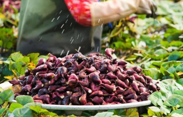 菱角长在哪里,菱角什么时候成熟