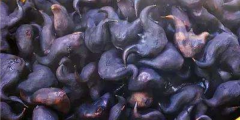 老菱角怎么种植,鱼塘里能种菱角吗