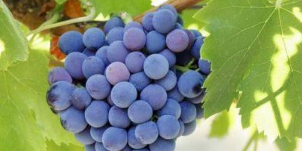 巨峰葡萄什么时候上市,巨峰葡萄和夏黑的区别