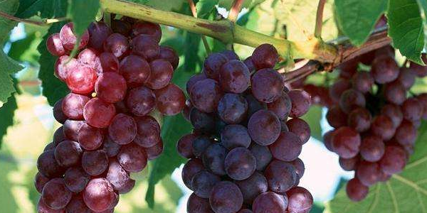 巨峰葡萄糖分高吗,巨峰葡萄的热量