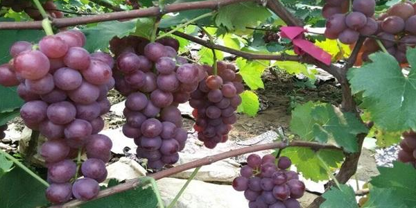 巨峰葡萄糖分高吗,巨峰葡萄的热量