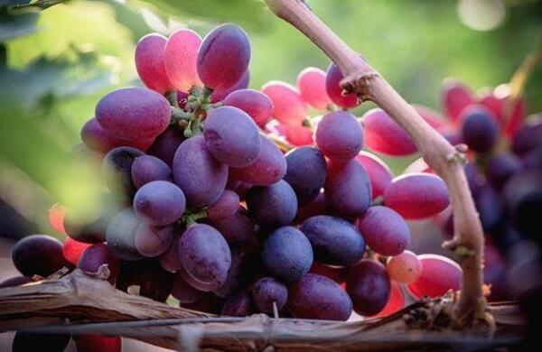 吃葡萄皮的好处，吃葡萄对皮肤的好处