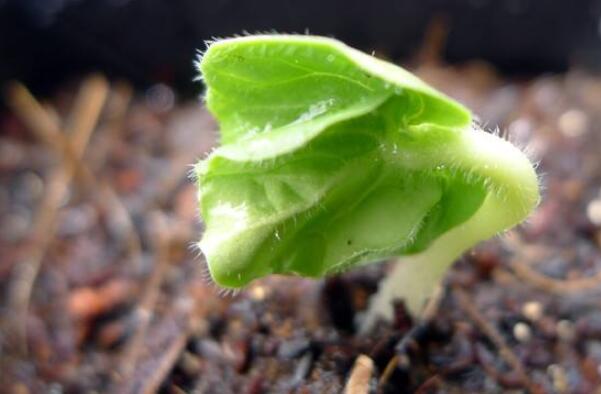 秋葵的生长期是多少天,秋葵为什么不结果