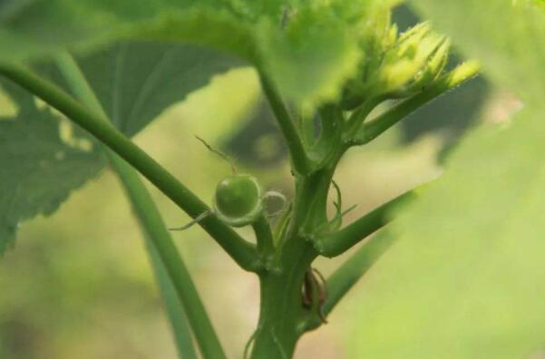 秋葵在浙江什么时候可以种植,秋葵刚结果什么时候可以摘