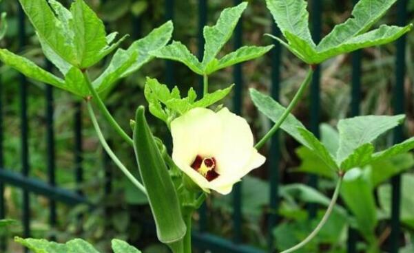 黄秋葵花泡酒泡多久,什么样的秋葵泡酒比较好