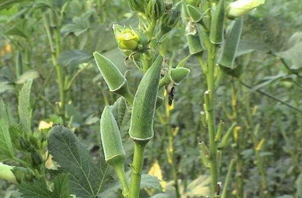 黄秋葵花泡酒泡多久,什么样的秋葵泡酒比较好
