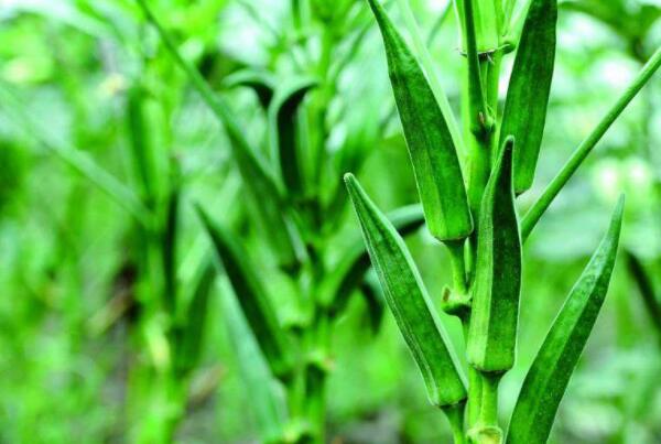 黄秋葵花泡酒泡多久,什么样的秋葵泡酒比较好