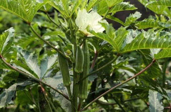 秋葵在浙江什么时候可以种植,秋葵刚结果什么时候可以摘