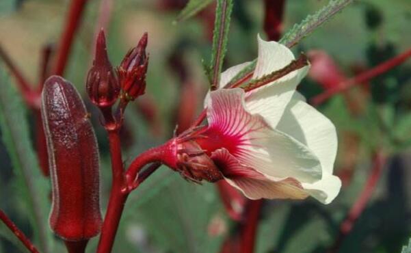 红秋葵几个叶后可以结果,为什么红秋葵煮了变绿色