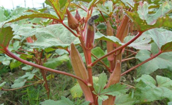 秋葵什么时候才可以结果,秋葵刚结果什么时候可以摘