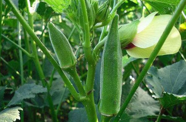 秋葵什么时候才可以结果,秋葵刚结果什么时候可以摘