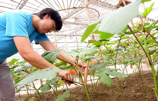 秋葵怎么修剪,秋葵什么时候结果完毕