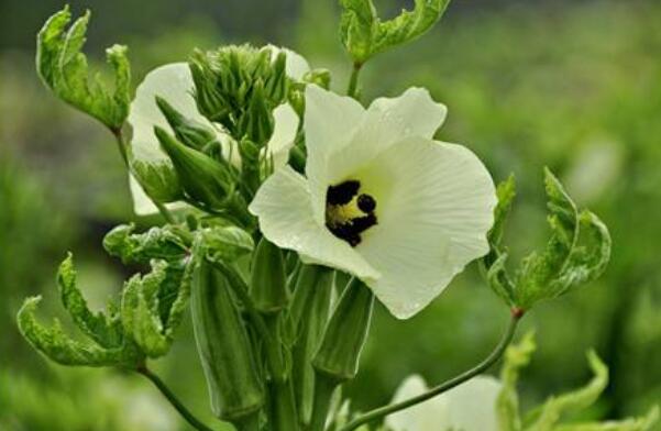 秋葵怎么修剪,秋葵什么时候结果完毕