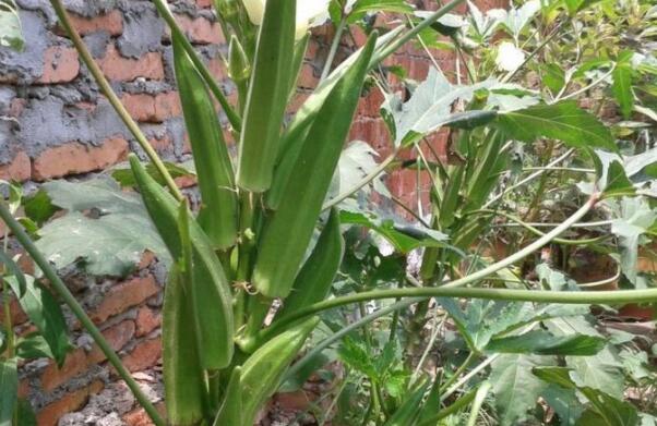 秋葵怎么修剪,秋葵什么时候结果完毕