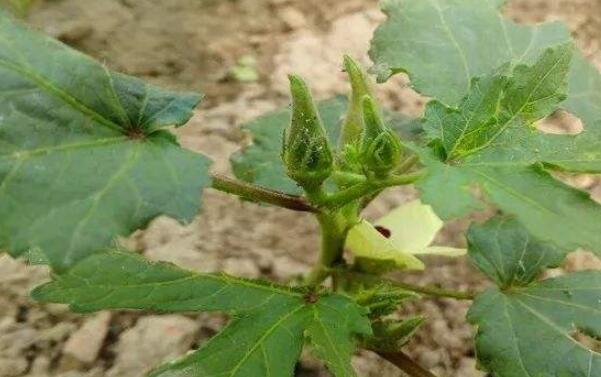 秋葵为什么长不高,秋葵长不高原因