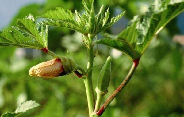 秋葵为什么长不高,秋葵长不高原因