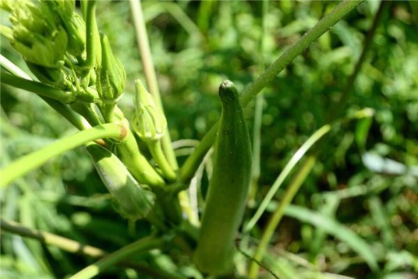 秋葵几月种植,秋葵种植密度