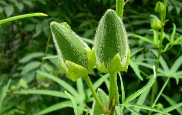 干秋葵可以泡酒吗,干秋葵籽能吃吗