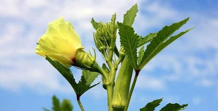 黄秋葵花在什么时候摘,黄秋葵花泡酒方法