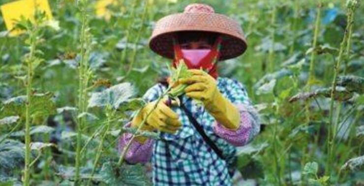 黄秋葵花在什么时候摘,黄秋葵花泡酒方法